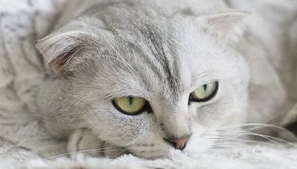 安卓下载-凯发官方网站：开启安全、透明、极致体验的在线娱乐新纪元