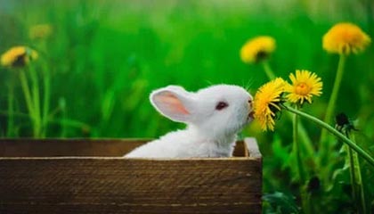 mk体育APP-媒体人分享朱彦西生涯名场面：你最喜欢朱西的哪一个三分？